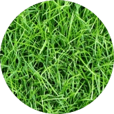 herbe